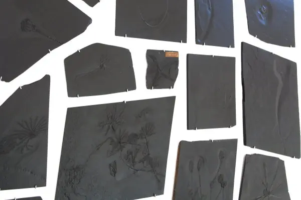 Bundenbach_Fossil_Ankauf