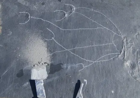 Bundenbach_Fossilien_Praeparation